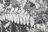 Wide Fossil Seed Fern Plate - Pennsylvania #73168-1